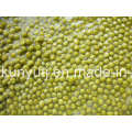 Canned Green Pea with High Quality